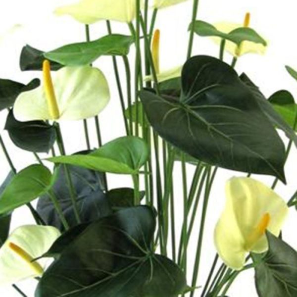 zodat deze eenvoudig in een sierpot is te plaatsen.  De Anthurium Deluxe is tevens leverbaar in de kleur rood.