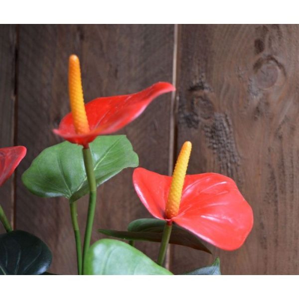 Anthurium boeket 40 cm rood 4