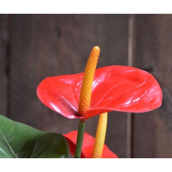 De bloeiende trend van het moment: de Anthurium kunstplant! Dit bloeiende Anthurium kunstplanten boeket