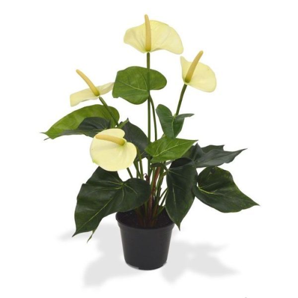 heeft een hoogte van ongeveer 40 cm en een doorsnede van circa 35 cm. Door de variatie aan groene bladeren ziet de Anthurium er zeer natuurgetrouw uit. Ideaal voor op tafel of in de vensterbank! In deze uitvoering wordt de zijden Anthurium geleverd in een 10 cm kweekpot