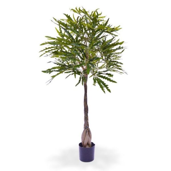 Groene kunstbomen is dat de constructie van de takken oersterk maar ook flexibel buigzaam is. Zo kunt u de plant exact volgens uw wensen en smaak vormgeven en makkelijk onderhouden.De natuurgetrouwe Aralia Dyzigotheca kunstboom heeft inclusief pot een lengte van ongeveer 120 cm en een breedte van circa 60 cm.