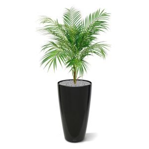 Kijk die nauwelijks van echt te onderscheiden volkunststof bladeren van dit Areca Palm boeket eens. Ziet u die in hoogte en in kleurtoon verspringende en karakteristieke langwerpige bladeren eens ontspringen uit de als echt hout aanvoelende en rijkelijk gevulde basis. Dit Areca Palm boeket is een echte tropische sfeermaker en kan prima alleen in een lage schaal of met meerderen in een bak worden opgestoken! De vele kunststof bladeren vormen een dichte structuur en zijn dankzij de buigzame constructie perfect naar wens te modelleren. De Areca kunstpalm in boeketvorm heeft een lengte van ongeveer 90 cm (inclusief steel) en een breedte van ongeveer 45cm.