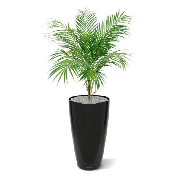 Areca Kunstpalm boeket 80 cm Kijk die nauwelijks van echt te onderscheiden volkunststof bladeren van dit Areca Palm boeket eens. Ziet u die in hoogte en in kleurtoon verspringende en karakteristieke langwerpige bladeren eens ontspringen uit de als echt hout aanvoelende en rijkelijk gevulde basis. Dit Areca Palm boeket is een echte tropische sfeermaker en kan prima alleen in een lage schaal of met meerderen in een bak worden opgestoken! De vele kunststof bladeren vormen een dichte structuur en zijn dankzij de buigzame constructie perfect naar wens te modelleren. De Areca kunstpalm in boeketvorm heeft een lengte van ongeveer 90 cm (inclusief steel) en een breedte van ongeveer 45cm.