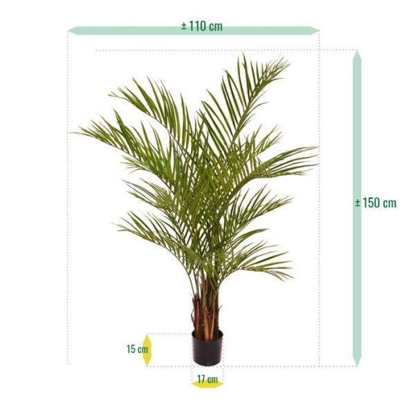 de breedte is ongeveer 80 cm. De plant wordt standaard geleverd in een plastic pot.