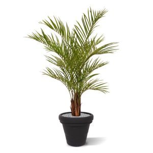 De Areca Palm Deluxe is bijna niet van echt te onderscheiden. Deze tropische kunstpalm is perfect voor in huis of op kantoor en de speciale deluxe variant biedt daarbij nog net wat meer kwaliteit. Door veel palmtakken met zeer goed nagemaakte puntvormige bladeren te gebruiken