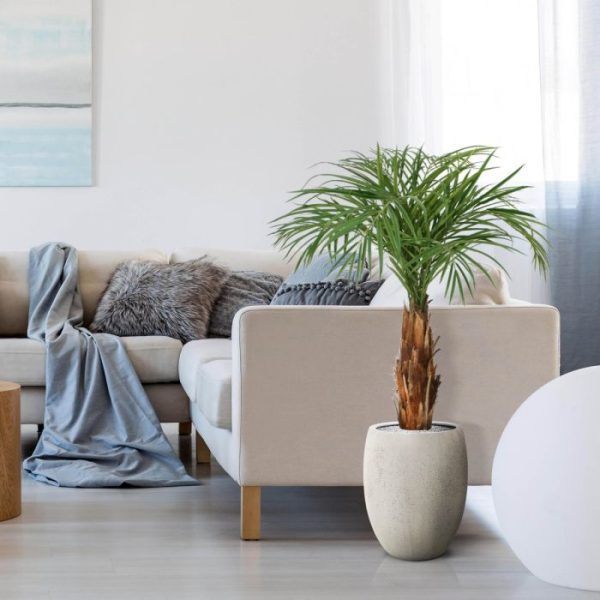 Areca-kunstpalm-op-stam-120-cm-10 Areca kunstpalm op stam 120 cm 10