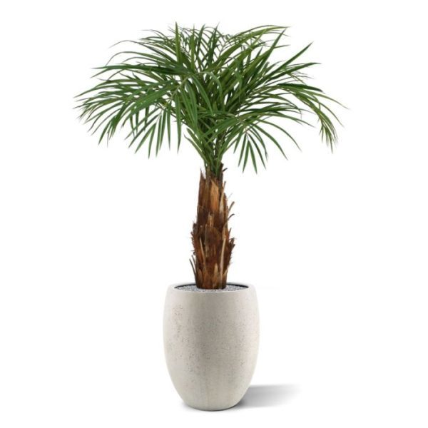 Areca-kunstpalm-op-stam-120-cm-6 Areca kunstpalm op stam 120 cm 6