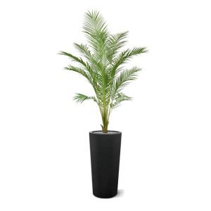 Palmenliefhebbers opgelet: we hebben weer een prachtige aanwinst met deze mooie kunst Areca palm. Deze versie is bijzonder verfijnd uitgevoerd en zoals u van ons gewend bent ook perfect gedetailleerd nagemaakt. Zodat u ook met deze kunstpalm weer maximaal kunt genieten van een jarenlang goed blijvende groenbeleving zonder dat tijdrovende onderhoud. Is het nu een gouden rietpalm
