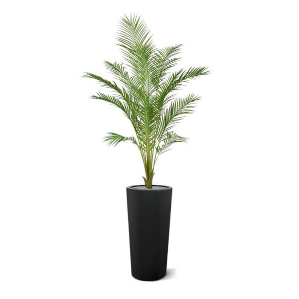 Areca kunstplalm Pl 140cm in pot Palmenliefhebbers opgelet: we hebben weer een prachtige aanwinst met deze mooie kunst Areca palm. Deze versie is bijzonder verfijnd uitgevoerd en zoals u van ons gewend bent ook perfect gedetailleerd nagemaakt. Zodat u ook met deze kunstpalm weer maximaal kunt genieten van een jarenlang goed blijvende groenbeleving zonder dat tijdrovende onderhoud. Is het nu een gouden rietpalm