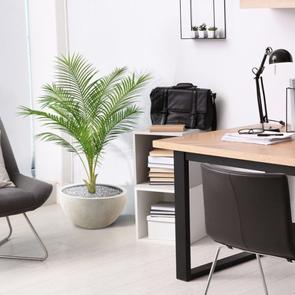 is dan ook een zeer geliefde kamerplant. Dat is bij deze prachtig nagemaakte versie niet anders. Kijk naar die verfijnde en aantrekkelijk gevederde bladeren die ieder sierlijk omhoog groeien om aan het einde lichtelijk door te buigen. Deze aantrekkelijk nagebootste versie doet wat ons betreft niet onder voor het originele exemplaar. Kijk maar eens goed