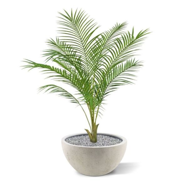 Deze prachtige palm is bekend onder velerlei namen. De kunst Areca