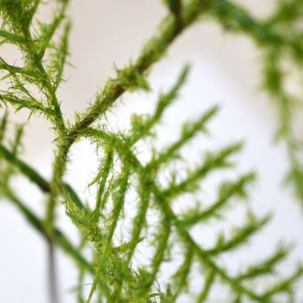 de breedte is ongeveer 18 cm. De Asparagus is perfect te gebruiken in arrangementen en kunstboeketten. Vanaf 24 stuks profiteert u van de kortingsprijs.