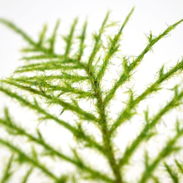 Deze Asparagus kunsttak is bijzonder gedetailleerd nagemaakt. Volgens de verhalen is het een kruising tussen de Asperge plant en een krulvaren. De synthetische kunsttak bestaat uit veel verschillende zijtakjes welke allemaal bekleed zijn met heel fijne sprietjes. Hierdoor heeft deze Asparagus een heel natuurlijke uitstraling. De lengte is ongeveer 55 cm