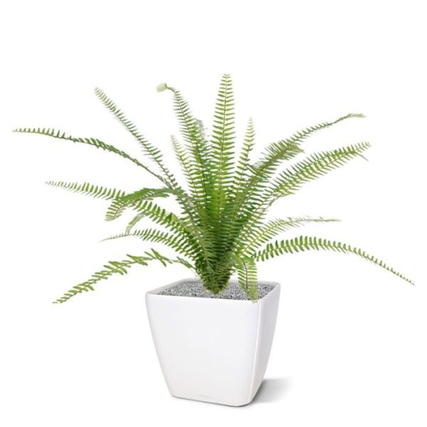 de hoogte inclusief steel is ongeveer 85 cm. De varen wordt als boeket geleverd.