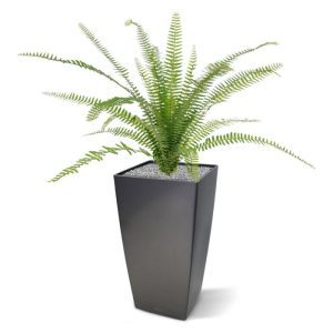 Ziet en hoort u die kronkelende bladeren van deze Asplenium Varen zachtjes deinen in de wind? Deze Steenbreekvaren is zo prachtig natuurgetrouw nagemaakt dat deze levensecht lijkt. De perfecte varen om de hoogte en breedte in te gaan. Ideaal voor wie een varen met volume zoekt. De Asplenium Varen groeit in het echt op muren en rotsachtige grond
