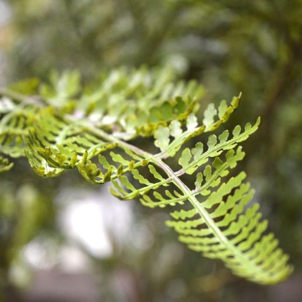 Athyrium-Varen-kunsttak-90-cm-3 Athyrium Varen kunsttak 90 cm 3
