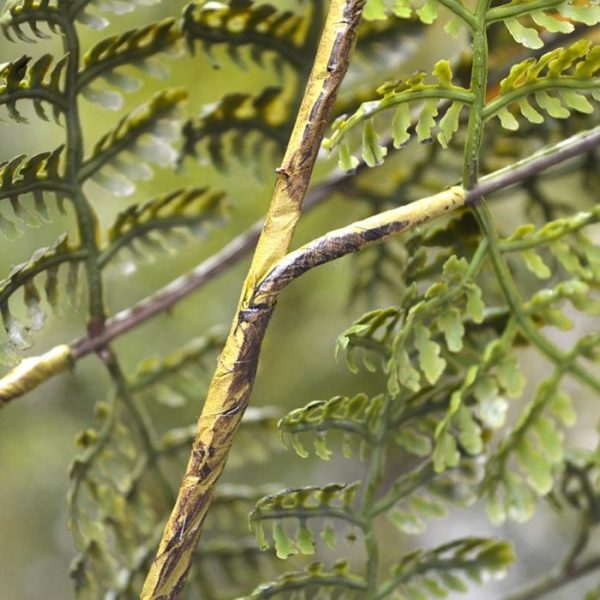 Athyrium-Varen-kunsttak-90-cm-4 Athyrium Varen kunsttak 90 cm 4