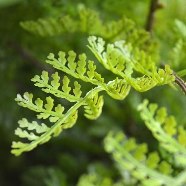 Athyrium-kunstvaren-boeket-75-cm-3 dubbel geveerde kunststof bladeren. Hij is gemaakt met vele takken en zijtakken die de kunstplant een bijzonder natuurlijke uitstraling geeft. Veel detail is ook besteed aan de structuur van de stam. Deze prachtige nagemaakte Athyrium Varen is ongeveer 74 cm hoog en heeft een diameter van ongeveer 70 cm. In een lage sierpot komt ze kunstvaren het beste tot zijn recht. De afgebeelde potten zijn direct