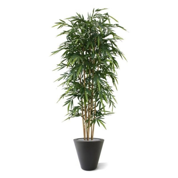 De bestseller onder de kunstbomen van een zeer natuurgetrouwe topkwaliteit! Deze bamboe is gemaakt van echte bamboe stokken en het zijden bamboeblad behoort tot de mooiste van Nederland!   De hoogte van de boom is 210 cm. Standaard wordt deze boom in een plastic pot geleverd.