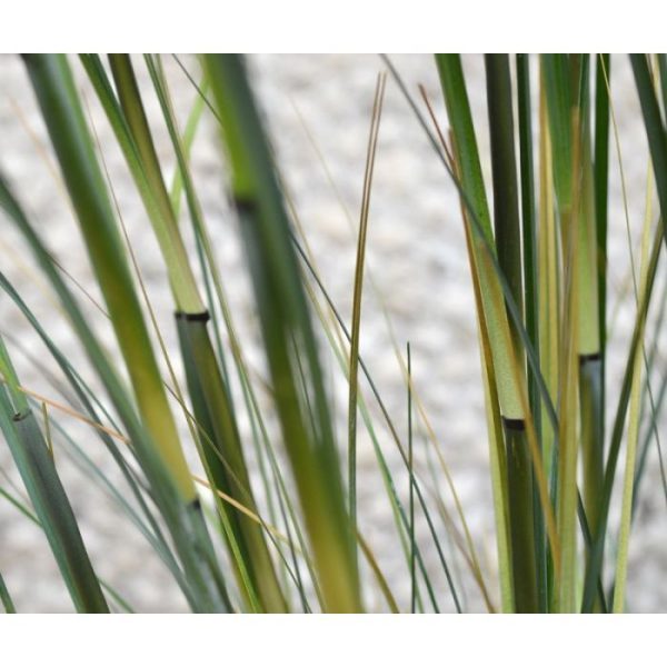 Bamboe-kunstgrasplant-80-cm-3 wordt geleverd in een standaard plastic binnenpot en is ook verkrijgbaar in een hoogte van 120 cm.