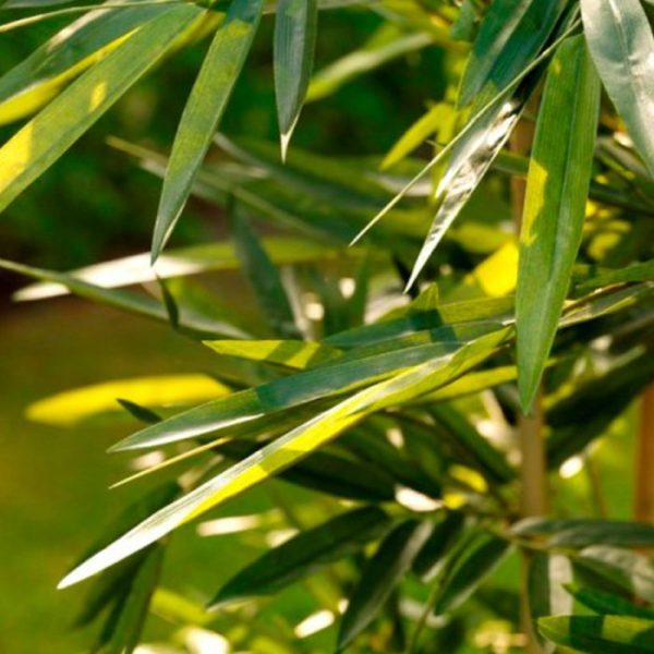 Bamboe kunstplant 150 cm 4