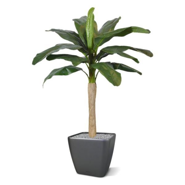 reliëf en bladtekeningen voor een levensecht en natuurgetrouw effect. Standaard wordt de kunstplant Banaan in deze aantrekkelijke promotionele versie van 120 cm lengte en circa 80 cm breedte in een plastic binnenpot geleverd. Zo kunt u de plant eenvoudig meenemen en verplaatsen