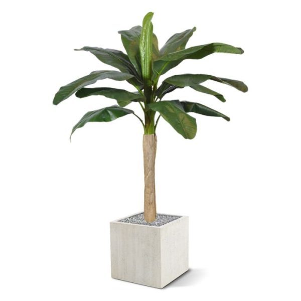 ideaal voor een evenement dat snel een sfeervolle aankleding behoeft zonder dat u daar al te veel geld aan kwijt bent. De afgebeelde sierpotten kunnen tegen meerprijs direct worden meebesteld. Ondanks de lage aantrekkelijke prijs is deze bananen kunstplant gemaakt van de hoogste kwaliteit materialen waardoor u nagenoeg geen tijd aan onderhoud kwijt bent. Enkel een wekelijkse stofbeurt is voldoende om jarenlang van deze prachtige kunstbanaan te genieten. Bent u de volgende die kiest voor een voordelig geprijsde en wel heel simpel te onderhouden kunstplant?