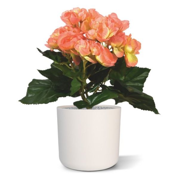 Kunstplanten vrolijke Begonia kunstplantje het leuk doen op tafel of vensterbank! Deze knapperd in de trendy kleur Zalm is een regelrechte sfeermaker voor thuis of in de horeca. Solitair schitterend in een mooi sierpotje of met meerderen opgestoken in een lange bak. Dit prachtige kunstzijden Begonia kunstplantje is een sfeervolle eyecatcher met zijn prachtig nagemaakte bloemen die schitterend afsteken tegen de diepgroene bladeren. In deze uitvoering is de kunst Begonia uitgevoerd in een 10 cm kweekpotje