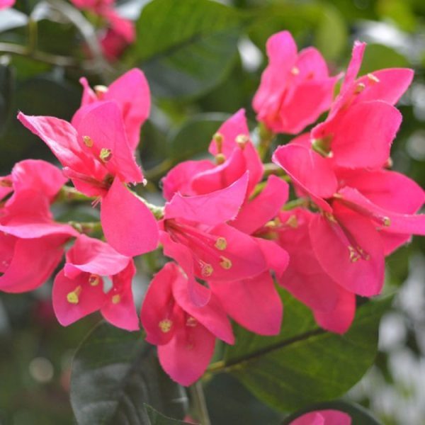 Bougainvillae-Bal-XL-275-cm-Cerise-3 Bougainvillae Bal XL 275 cm Cerise 3