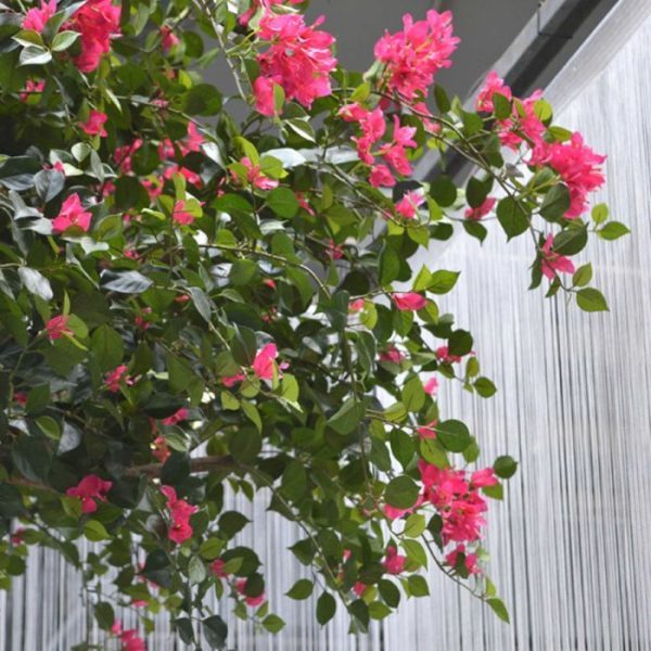 Bougainvillae-Bal-XL-275-cm-Cerise-4 Bougainvillae Bal XL 275 cm Cerise 4