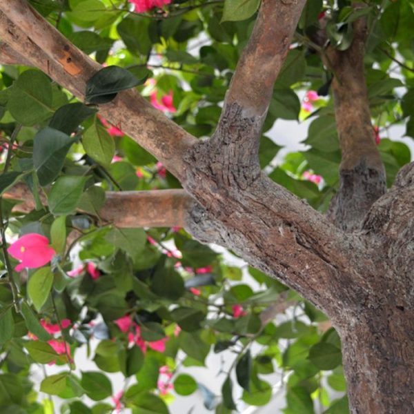 Bougainvillae-Bal-XL-275-cm-Cerise-5 Bougainvillae Bal XL 275 cm Cerise 5