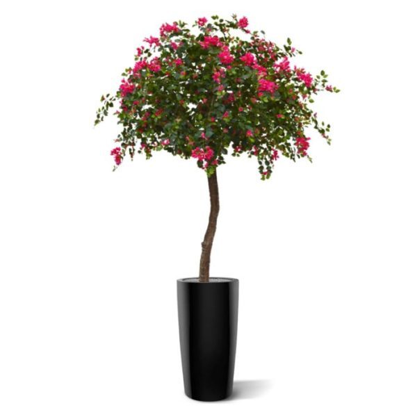 Bougainvillae Bal XL 275 cm Cerise Deze schitterend bloeiende Bougainvillea kunstboom ziet er bijzonder natuurgetrouw uit en is van de hoogste kwaliteit.   De vele paarse zijden bloemetjes zijn een lust voor het oog. De dikke polystone stam vertakt bovenin en draagt de volle kroon met veel verschillende blaadjes. Een ware eye-catcher!  De hoogte van de kunst Bougainvillea is ongeveer 275 cm
