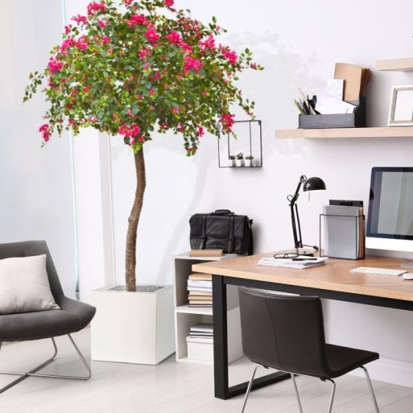 Bougainvillae-Bal-XL-275-cm-Cerise-7 Bougainvillae Bal XL 275 cm Cerise 7