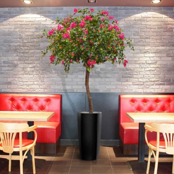 Bougainvillae-Bal-XL-275-cm-Cerise-8 Bougainvillae Bal XL 275 cm Cerise 8