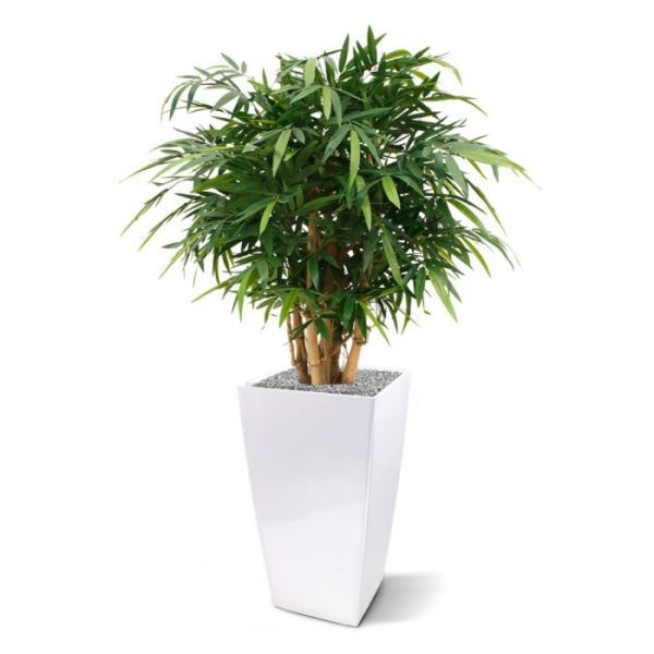en doordat er extra veel blad is gebruikt is de kunstplant van een zeer natuurgetrouwe topkwaliteit! De structuur van de Buddha Bamboe bestaat uit 5 dikke bamboe stokken en het zijden bamboeblad behoort tot de mooiste van Nederland. De hoogte is ongeveer 125 cm en de diameter is wel 90 cm! De opbouw van deze bijzondere Bamboe maakt de plant perfect geschikt voor presentatie op een hoge sierpot. Standaard wordt de Buddha Bamboe in een plastic pot geleverd.
