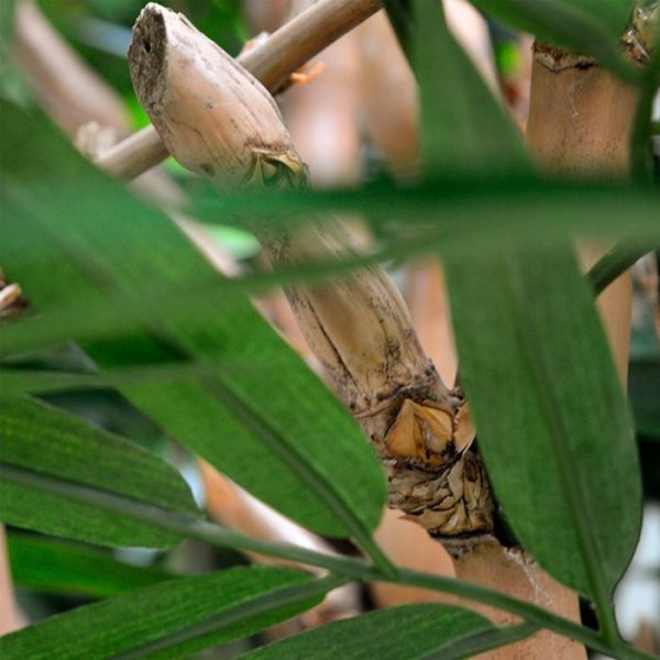 Buddha Bamboe Deluxe kunstplant 125 cm 3