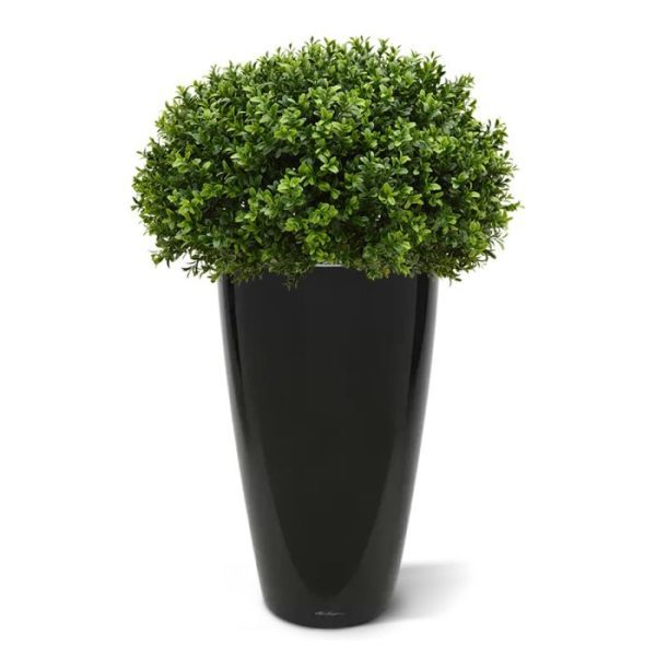 Buxus Bol Half 60 cm UV 10