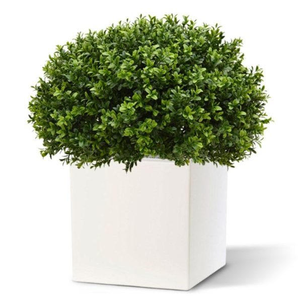 Buxus Bol Half 60 cm UV 2