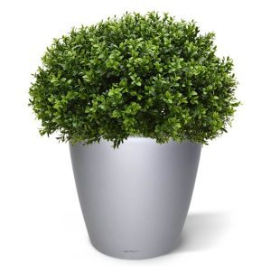 De kunst Buxus Bol Half is gemaakt van een hoogwaardig pvc. Daardoor is deze UV bestendige kunstboom ideaal om buiten mooie decoraties mee te maken. Deze Buxus Half kenmerkt zich doordat de onderzijde van de kroon feitelijk recht loopt en het derhalve een halve bol is. De Buxus komt daarmee platter op een sierpot te staan. De vernieuwde versie is met name door zijn kleur en nieuwe blaadjes bijna niet meer van de echte Buxus te onderscheiden! De Buxus boom is totaal 65 cm hoog. De diameter is ongeveer 55 cm. Standaard wordt de bol geleverd in een plastic pot. Omdat de UV-protector enkel in de grondstof van de kunststof delen is verwerkt