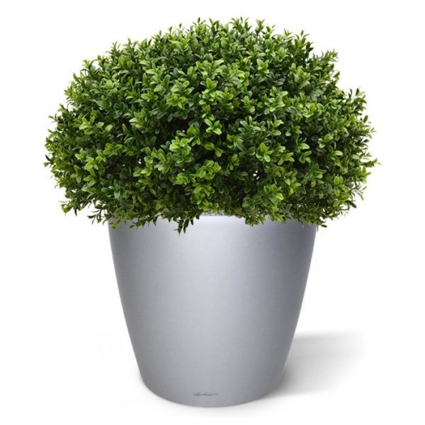 De kunst Buxus Bol Half is gemaakt van een hoogwaardig pvc. Daardoor is deze UV bestendige kunstboom ideaal om buiten mooie decoraties mee te maken. Deze Buxus Half kenmerkt zich doordat de onderzijde van de kroon feitelijk recht loopt en het derhalve een halve bol is. De Buxus komt daarmee platter op een sierpot te staan. De vernieuwde versie is met name door zijn kleur en nieuwe blaadjes bijna niet meer van de echte Buxus te onderscheiden! De Buxus boom is totaal 65 cm hoog. De diameter is ongeveer 55 cm. Standaard wordt de bol geleverd in een plastic pot. Omdat de UV-protector enkel in de grondstof van de kunststof delen is verwerkt