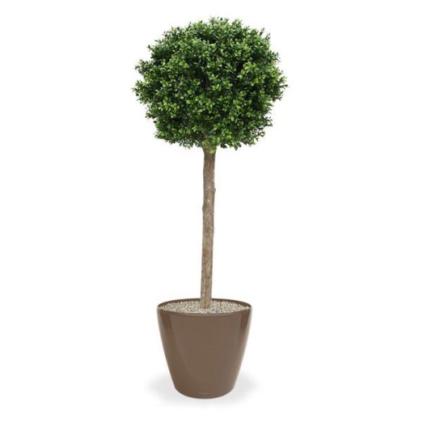 Buxus-Bol-op-stam-deluxe-140-cm-7 Buxus Bol op stam deluxe 140 cm 7