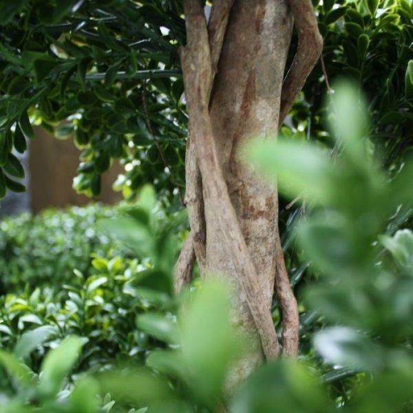 Buxus Deluxe Spiraal 170 cm UV 3