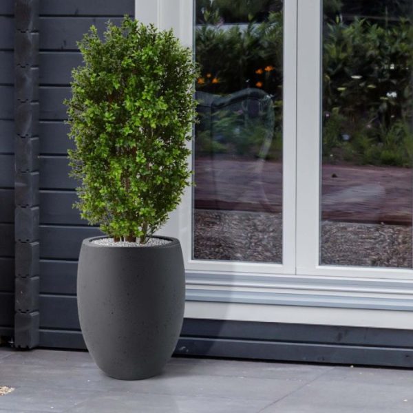 Buxus-Kolom-Deluxe-90-cm-10 Buxus Kolom Deluxe 90 cm 10