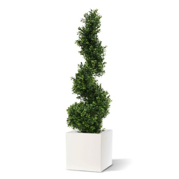 Buxus Spiraalboom Deluxe 100 cm UV 2