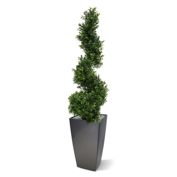 Buxus Spiraalboom Deluxe 100 cm UV 9