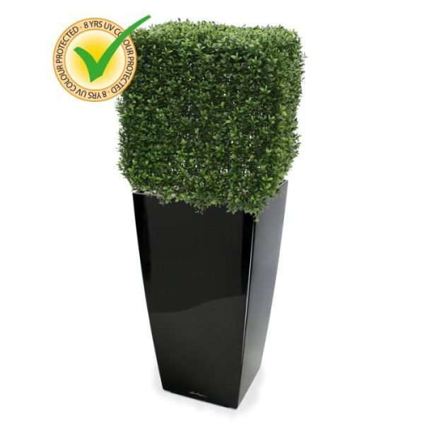 Buxus-Vierkant-45-cm-UV-3 Buxus Vierkant 45 cm UV 3