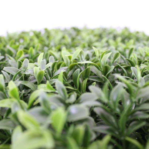 Buxus Vierkant 45 cm UV Deze UV bestendige
