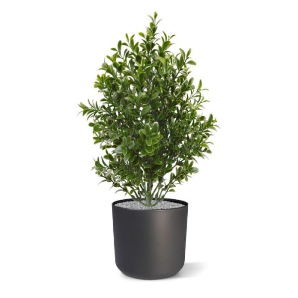 maar ook zeer decoratief staat op terras in horeca gelegenheden. Als enkel plantje in een sierpot of met meerdere in een schaal of plantenbak