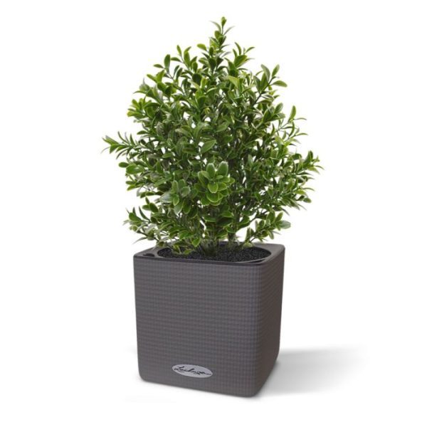 maar ook zeer decoratief staat op terras in horeca gelegenheden. Als enkel plantje in een sierpot of met meerdere in een plantenbak