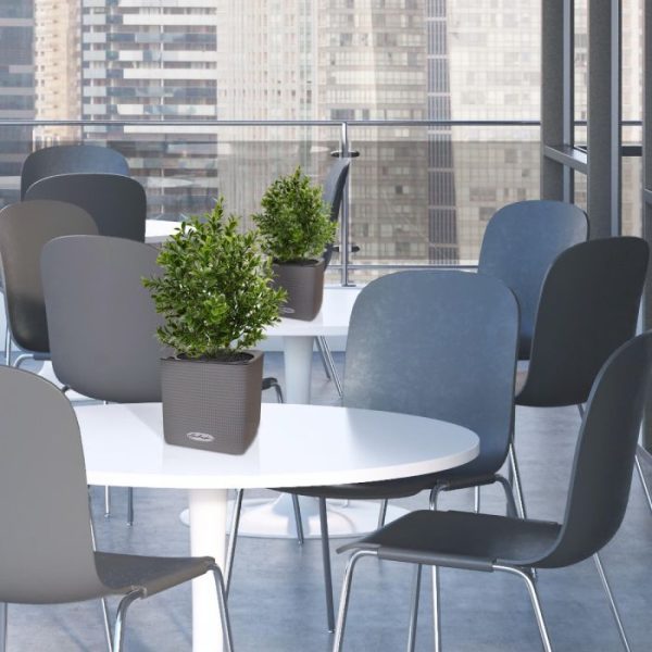 zodat het gemakkelijk in uw eigen sierpot geplaatst kan worden.